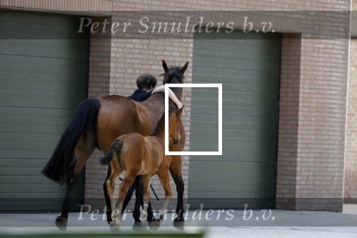 Boekel 14 mei 2018
Boer zoekt vrouw deelneemster Steffie Verhagen ( en haar ouders) bij hun boerderij