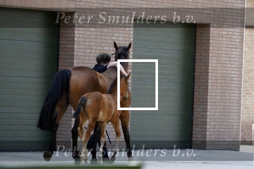 Boekel 14 mei 2018
Boer zoekt vrouw deelneemster Steffie Verhagen ( en haar ouders) bij hun boerderij