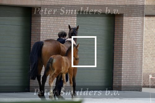 Boekel 14 mei 2018
Boer zoekt vrouw deelneemster Steffie Verhagen ( en haar ouders) bij hun boerderij