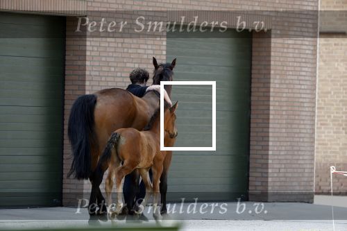 Boekel 14 mei 2018
Boer zoekt vrouw deelneemster Steffie Verhagen ( en haar ouders) bij hun boerderij