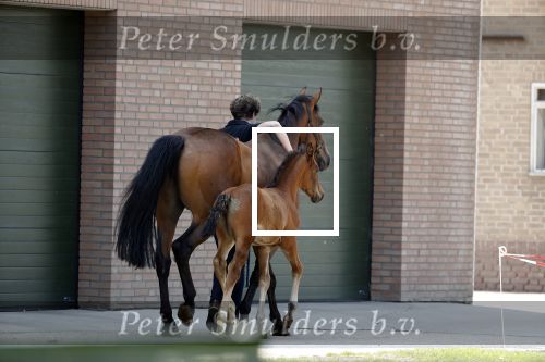 Boekel 14 mei 2018
Boer zoekt vrouw deelneemster Steffie Verhagen ( en haar ouders) bij hun boerderij
