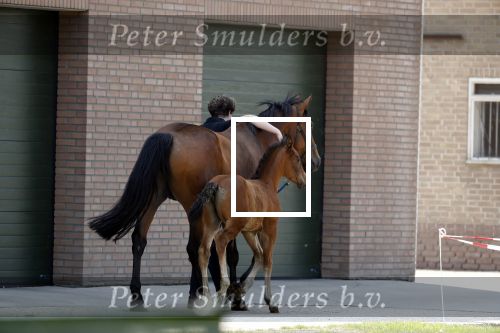 Boekel 14 mei 2018
Boer zoekt vrouw deelneemster Steffie Verhagen ( en haar ouders) bij hun boerderij