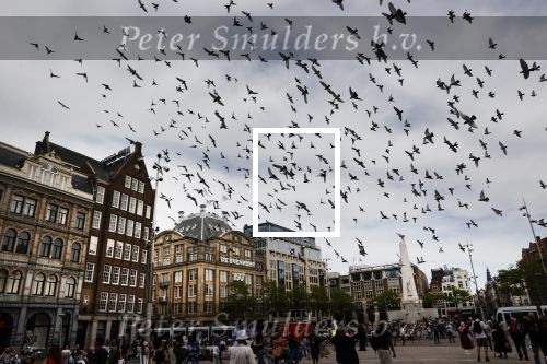 Amsterdam 1 juni 2020
Demonstratie op de dam tegen politiegeweld tegen donkere mensen naar aanleiding van de dood van George Floyd door poltieman in USA