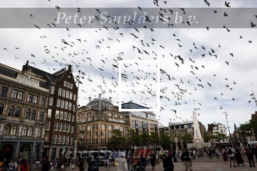 Amsterdam 1 juni 2020
Demonstratie op de dam tegen politiegeweld tegen donkere mensen naar aanleiding van de dood van George Floyd door poltieman in USA