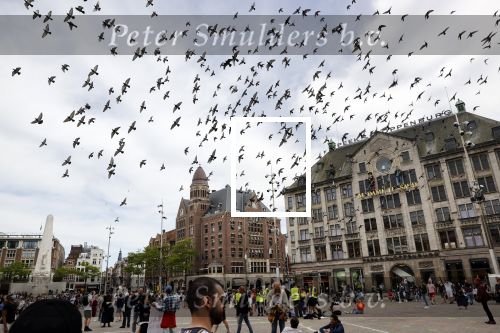 Amsterdam 1 juni 2020
Demonstratie op de dam tegen politiegeweld tegen donkere mensen naar aanleiding van de dood van George Floyd door poltieman in USA