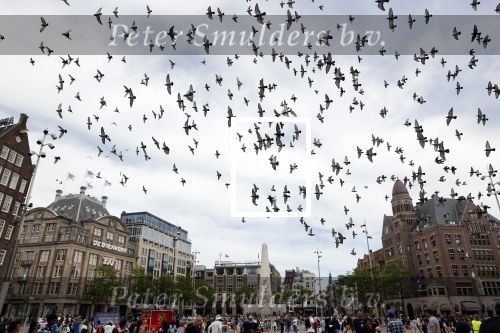 Amsterdam 1 juni 2020
Demonstratie op de dam tegen politiegeweld tegen donkere mensen naar aanleiding van de dood van George Floyd door poltieman in USA