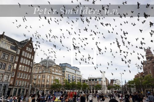 Amsterdam 1 juni 2020
Demonstratie op de dam tegen politiegeweld tegen donkere mensen naar aanleiding van de dood van George Floyd door poltieman in USA