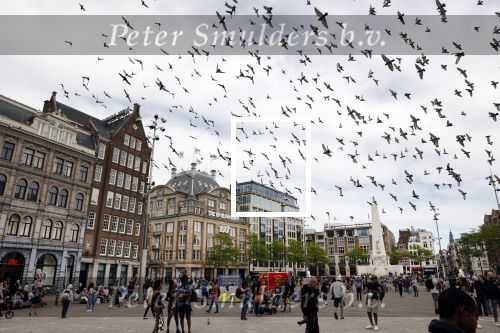 Amsterdam 1 juni 2020
Demonstratie op de dam tegen politiegeweld tegen donkere mensen naar aanleiding van de dood van George Floyd door poltieman in USA