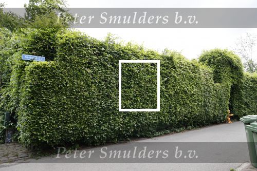 Soest 12 mei 2020
Wilfred Genee gaat vanuit zijn huis naar de plaatselijke kapper. IVM corona waren de kapasalons 2 maanden gesloten .