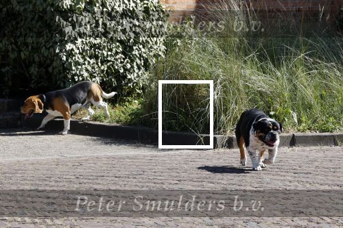 Noordwijk 31 mei en 1 juni 2021
Het nieuwe huis van Martien en Erica Meiland. Ze verhuizen vanuit Hengelo naar Noordwijk.
Aanwezig Martien Meiland Erica Meiland Maxime Meiland met dochter Claire en partner Leroy Molkenboer Montana Meiland met vrien Dirk Hoogstraten. Ook broer Jaap meiland en zijn vrouw Evelien helpen mee. De honden