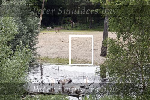 Arnhem 27 mei 2024
Trouwen Robbert de Nijs en zijn vrouw Sharon in Burgers Zoo. Zijn vader Rob de Nijs en moeder Belinda Meuldijk waren de getuigen .