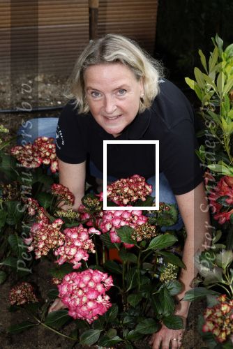 Noordwijk 24 mei 2024
Erica Meiland en Martien Meiland planten bijzondere hortensiaâ€™s in de tuin van hun Boutique Pension Code RosÃ©.
