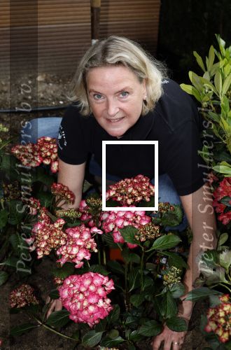Noordwijk 24 mei 2024
Erica Meiland en Martien Meiland planten bijzondere hortensiaâ€™s in de tuin van hun Boutique Pension Code RosÃ©.