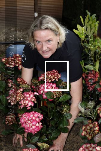 Noordwijk 24 mei 2024
Erica Meiland en Martien Meiland planten bijzondere hortensiaâ€™s in de tuin van hun Boutique Pension Code RosÃ©.