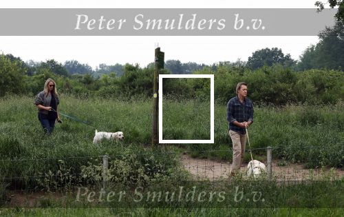 Blaricum 25 mei 2024
Linda de Mol en haar vriend Jeroen Rietbergen gaan met hun twee labradors wandelen op de hei bij Blaricum .
