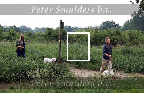 Blaricum 25 mei 2024
Linda de Mol en haar vriend Jeroen Rietbergen gaan met hun twee labradors wandelen op de hei bij Blaricum .