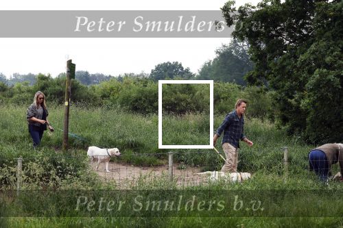 Blaricum 25 mei 2024
Linda de Mol en haar vriend Jeroen Rietbergen gaan met hun twee labradors wandelen op de hei bij Blaricum .