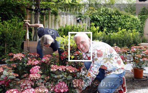 Noordwijk 24 mei 2024
Erica Meiland en Martien Meiland planten bijzondere hortensiaâ€™s in de tuin van hun Boutique Pension Code RosÃ©.