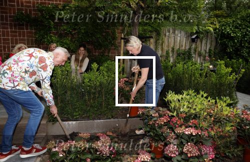 Noordwijk 24 mei 2024
Erica Meiland en Martien Meiland planten bijzondere hortensiaâ€™s in de tuin van hun Boutique Pension Code RosÃ©.