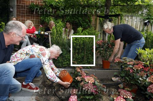 Noordwijk 24 mei 2024
Erica Meiland en Martien Meiland planten bijzondere hortensiaâ€™s in de tuin van hun Boutique Pension Code RosÃ©.