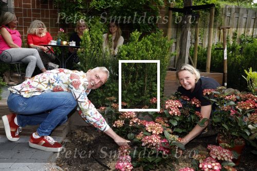 Noordwijk 24 mei 2024
Erica Meiland en Martien Meiland planten bijzondere hortensiaâ€™s in de tuin van hun Boutique Pension Code RosÃ©.