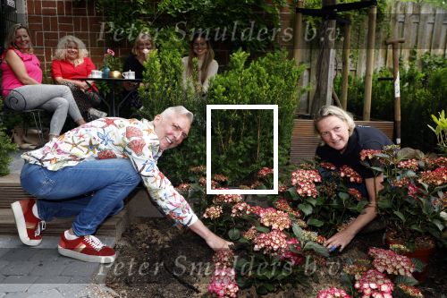 Noordwijk 24 mei 2024
Erica Meiland en Martien Meiland planten bijzondere hortensiaâ€™s in de tuin van hun Boutique Pension Code RosÃ©.