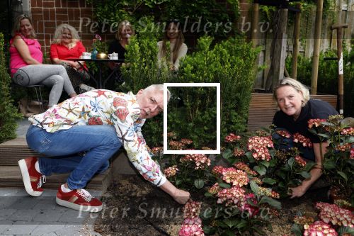 Noordwijk 24 mei 2024
Erica Meiland en Martien Meiland planten bijzondere hortensiaâ€™s in de tuin van hun Boutique Pension Code RosÃ©.