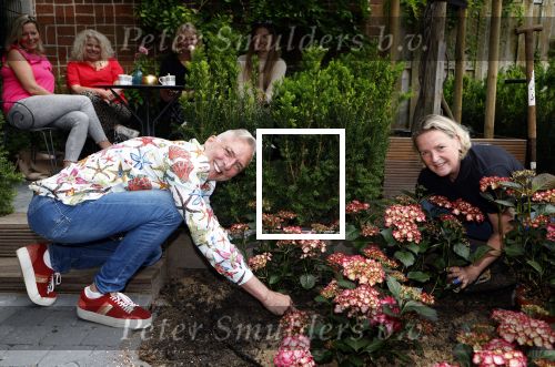 Noordwijk 24 mei 2024
Erica Meiland en Martien Meiland planten bijzondere hortensiaâ€™s in de tuin van hun Boutique Pension Code RosÃ©.
