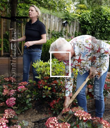 Noordwijk 24 mei 2024
Erica Meiland en Martien Meiland planten bijzondere hortensiaâ€™s in de tuin van hun Boutique Pension Code RosÃ©.