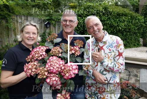 Noordwijk 24 mei 2024
Erica Meiland en Martien Meiland planten bijzondere hortensiaâ€™s in de tuin van hun Boutique Pension Code RosÃ©.