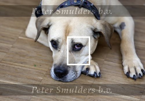 Apeldoorn 25 april 2025
Belinda Meuldijk krijgt lintje en wordt RIDDER in de orde van Oranje Nassau bij Orpheus . Ze kwam samen met haar zoon Yoshi en hun hond Noah.