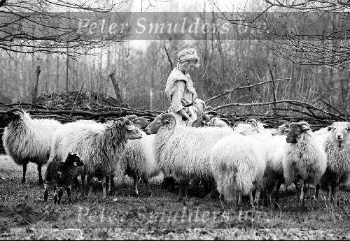 Pre Historisch centrum met het eerste lammetje
Schapen  Schapenhoedster