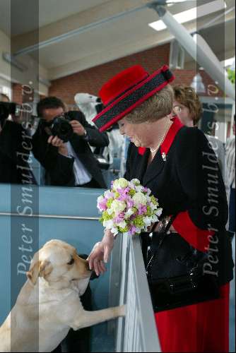 Amstelveen 14 mei 2003
Koningin Beatrix bij blindengeleidehond instituut
Labrador