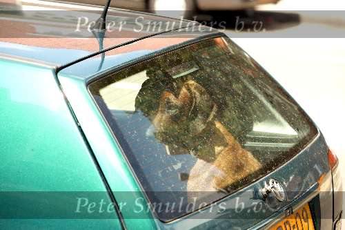 Amsterdam 25 juni 2003
Hond Prinses Maragrita in auto