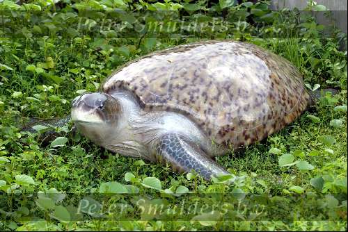 Fernando de Noronha 28 maart 2003
Reuze schildpad
