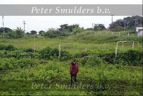 Fernando de Noronha 28 maart 2003
Braziliaanse eiland Fernando de Nolronha
Voetbalveld