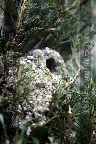Eindhoven, 29 maart 2003
Vogelnestje