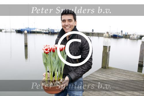 Volendam 14 maart 2012
Doop tulpen Jan Smit op de dijk in Volendam.
Peter Smulders bv