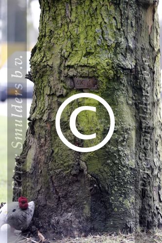 Amsterdam 15 februari 2013
De boom waar tegen Miles Stutterheim zichzelf dood gereden heeft.
Peter Smulders bv