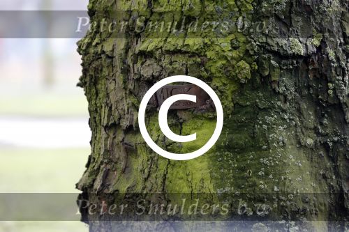 Amsterdam 15 februari 2013
De boom waar tegen Miles Stutterheim zichzelf dood gereden heeft.
Peter Smulders bv