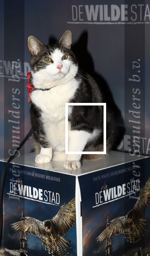 Amsterdam, 26 Februari 2018 Premiere van De wilde stad
Kat Abatutu van Speelfilm De Wilde Stad