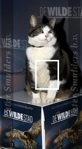 Amsterdam, 26 Februari 2018 Premiere van De wilde stad
Kat Abatutu van Speelfilm De Wilde Stad
