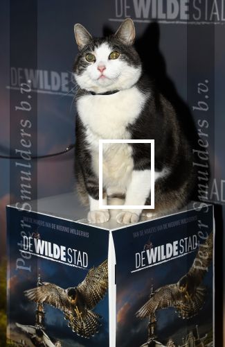 Amsterdam, 26 Februari 2018 Premiere van De wilde stad
Kat Abatutu van Speelfilm De Wilde Stad