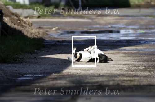 Hei en Boeicop 4 maart 2020
Boer Willem een van de deelnemers van het nieuwe seizoen van boer zoekt vrouw . Willem bij zijn huis / boerderij . Ook zijn moeder is aanwezig . Matthijs Albers van Story is er ook bij .hond