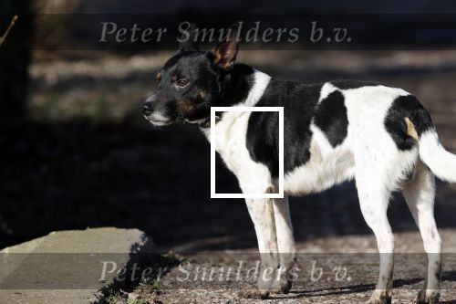 Hei en Boeicop 4 maart 2020
Boer Willem een van de deelnemers van het nieuwe seizoen van boer zoekt vrouw . Willem bij zijn huis / boerderij . Ook zijn moeder is aanwezig . Matthijs Albers van Story is er ook bij .hond