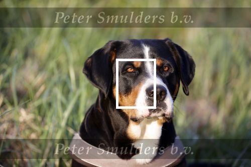 Wolphaartsdijk 18 maart 2020
Broer Bastiaan van boer zoekt vrouw met zijn hond