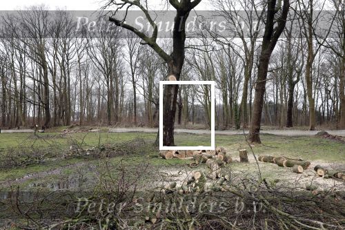 Noordwijkerhout 15 februari 2024
Op nde locatie gaan Maxime Meiland Martien Meiland en Erica Meiland twee huizen bouwen . De electriciteitsvoorxieningen staan er al en er zijn al meerdere bomen gekapt.