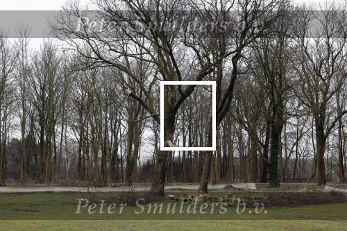 Noordwijkerhout 15 februari 2024
Op nde locatie gaan Maxime Meiland Martien Meiland en Erica Meiland twee huizen bouwen . De electriciteitsvoorxieningen staan er al en er zijn al meerdere bomen gekapt.
