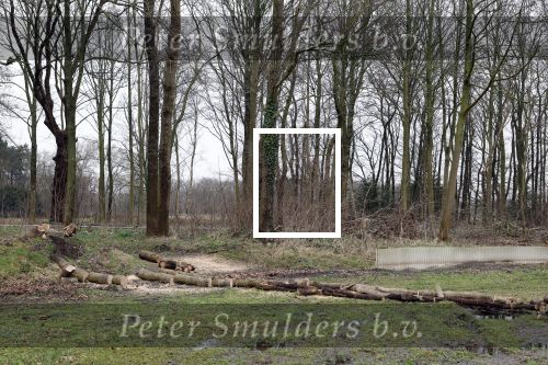 Noordwijkerhout 15 februari 2024
Op nde locatie gaan Maxime Meiland Martien Meiland en Erica Meiland twee huizen bouwen . De electriciteitsvoorxieningen staan er al en er zijn al meerdere bomen gekapt.