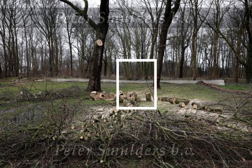Noordwijkerhout 15 februari 2024
Op nde locatie gaan Maxime Meiland Martien Meiland en Erica Meiland twee huizen bouwen . De electriciteitsvoorxieningen staan er al en er zijn al meerdere bomen gekapt.